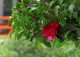 05--山茶花