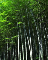 16--竹林2
