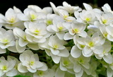 11--柏葉紫陽花