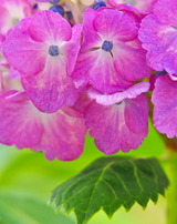 13--紫陽花
