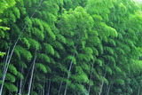 18--男山竹林