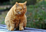 30--野良猫