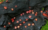 17----散紅葉