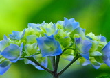 06--紫陽花