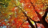 04--参道のもみぢの紅葉