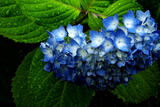 5.23----紫陽花の花