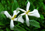 10--くちなしの花