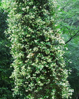 15--木に巻きついた臭木と花。