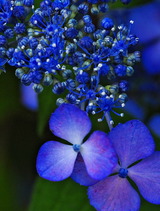 11--かく紫陽花