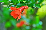 14--石榴の花