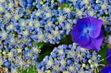 18--紫陽花の花