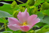 24---芙蓉の花