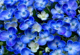 11--渦紫陽花1