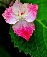 11--額紫陽花