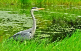 18---大せん公園アオサギ