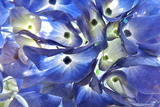 07--紫陽花を逆光で