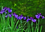 07--花菖蒲2