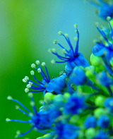 14--紫陽花2