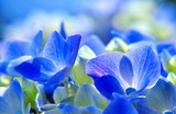 12--紫陽花