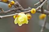 16--蝋梅の花