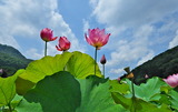 19--何条蓮公園