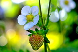 28----イチゴの花と実