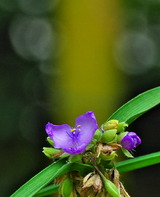 10--露草の花