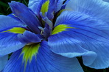 07--花菖蒲アップ