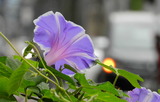 24---朝川の花