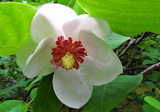 09--大山蓮華の花