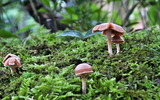 17----雨上りのキノコ