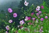 28---コスモスの花