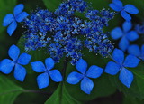 06--満開の山紫陽花