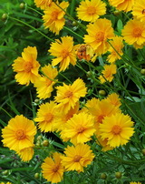 04--金鶏菊