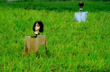 9.21----案山子