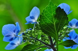 18--額紫陽花