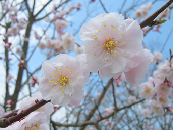 120417ume