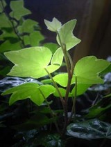 060602green