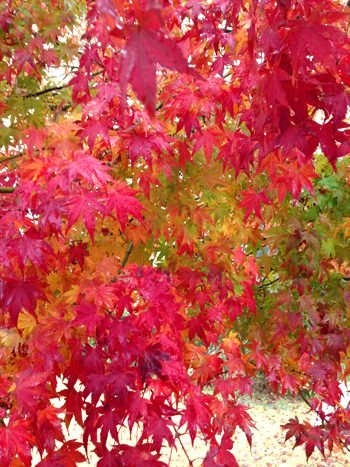 121126momiji