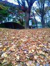 061107ochiba
