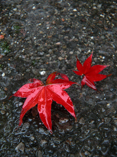 081024momiji
