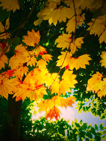 2015-10-31-11-44-26