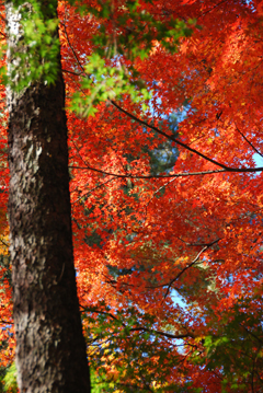 081113momiji01