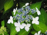070713ajisai