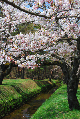 120424nankosakura06