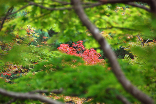 080928momiji