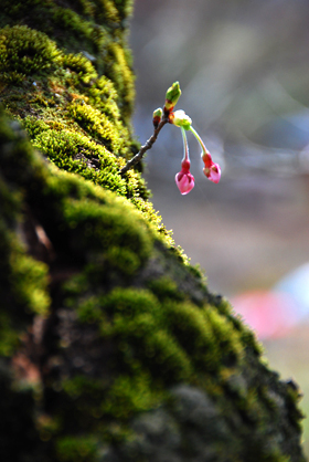 120424nankosakura02