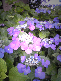 080720ajisai