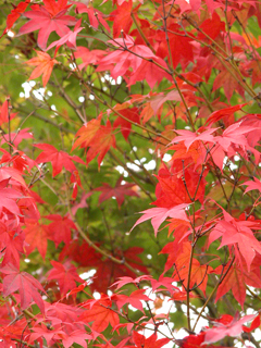 081025momiji2