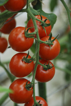 101015tomato